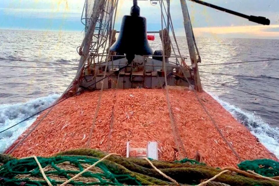 Las nuevas cuotas para la pesca de langostino generarán empleos en el procesamiento del crustáceo