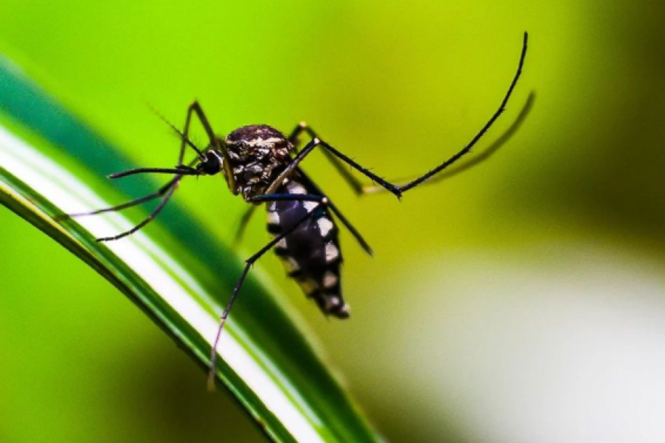 Dengue: el brote en la provincia supera los 15 mil casos