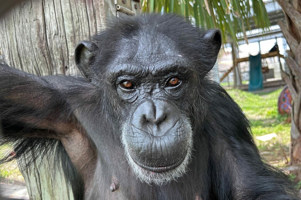 La emoción de "Vainilla": la chimpancé que vio el sol por primera vez en su vida 
