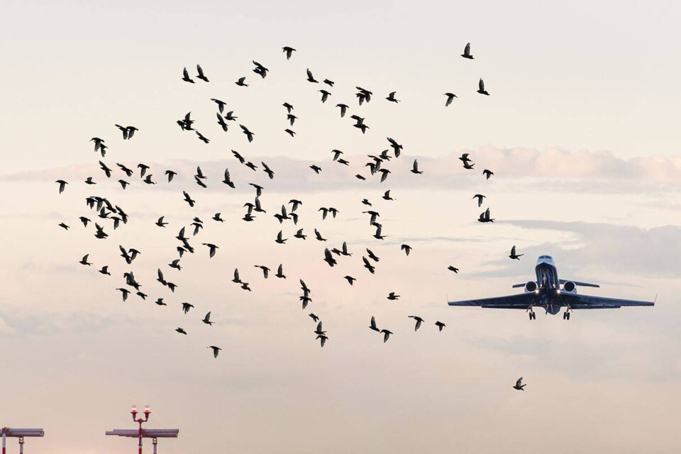 Científicos promueven la coexistencia armoniosa entre aves y aviones (Fuente: Adobe Stock)