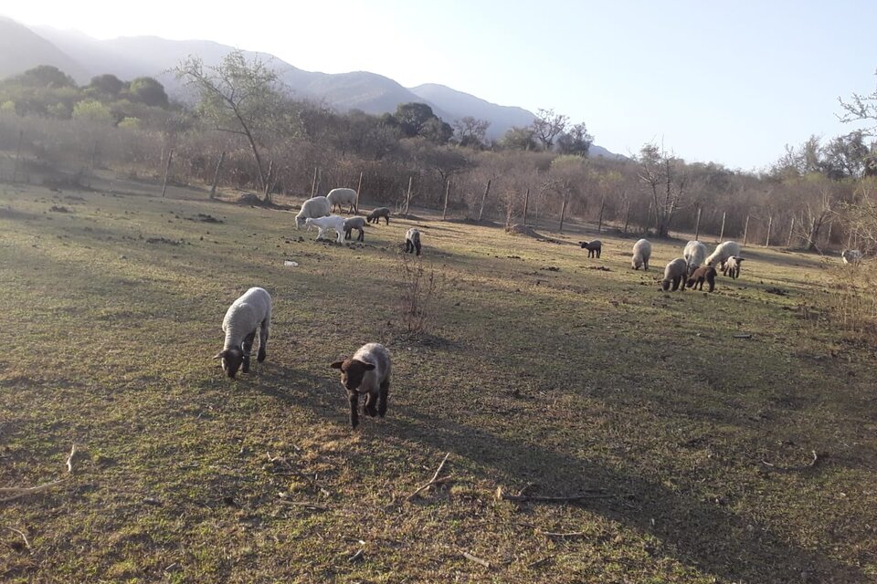 Comunidad Lule, lugar de pastoreo