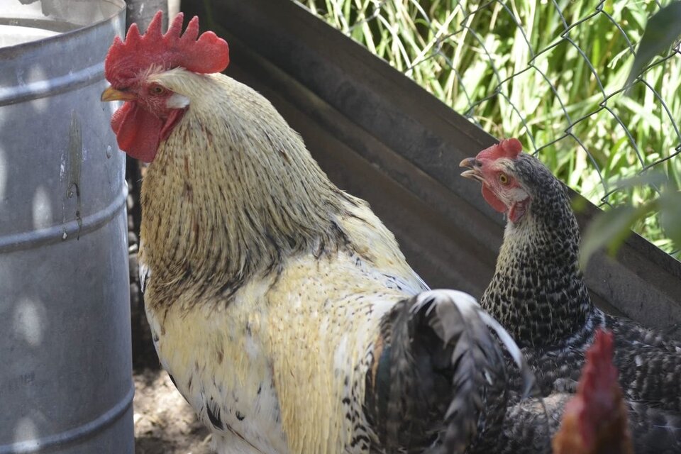 Cada vez se están detectando más brotes de gripe aviar, alertó la OMS.