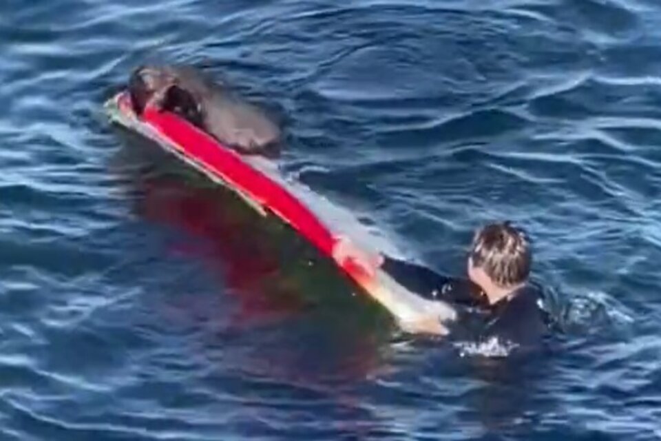 Escenas impactantes del mamífero "robando" una tabla de surf a un bañista.