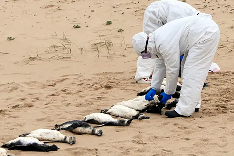 Más de 300 pingüinos de Magallanes aparecieron muertos en la costa uruguaya (Fuente: Rescate Fauna Marina Uruguay)