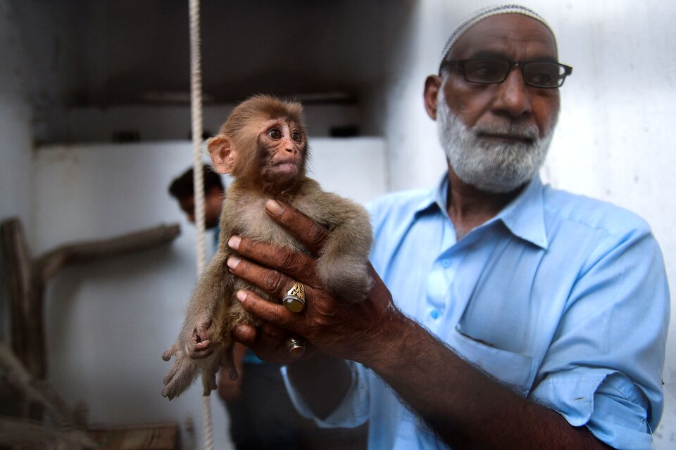 Un cuidador sostiene un mono en un zoológico en Karachi, luego de ser recuperado de comerciantes ilegales (Fuente: AFP)