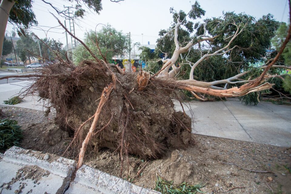 Uno de los tantos árboles caídos en Comodoro tras el fuerte temporal (Fuente: Télam)