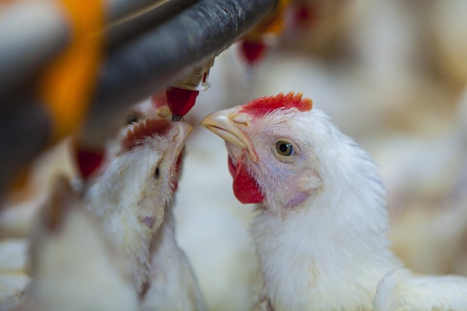 Luego de cinco meses, volvieron a detectar un brote de gripe aviar