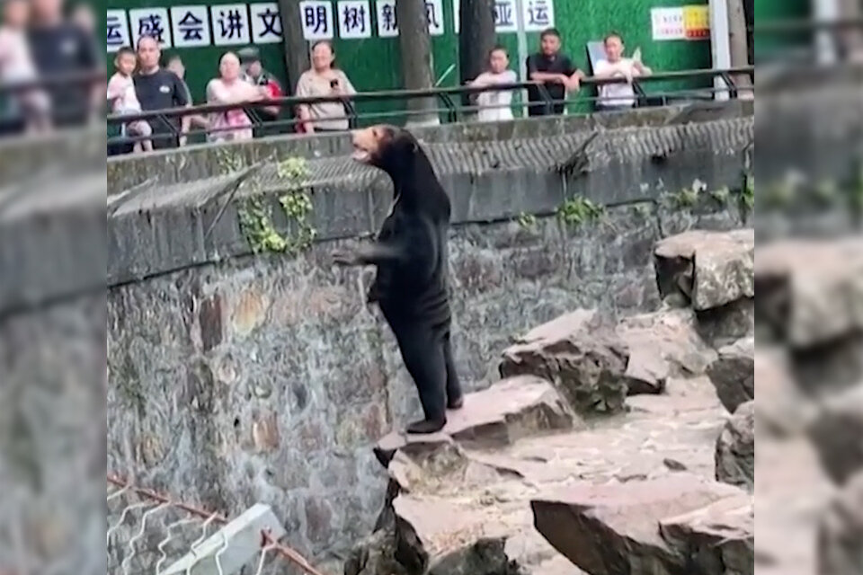 Un zoológico chino negó que un oso fuera una persona disfrazada tras un video viral