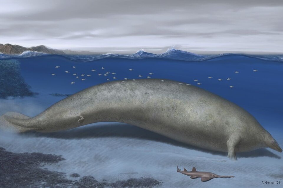 Ilustración de la ballena gigante que habitó las aguas de Perú hace millones de años. (Fuente: AFP)