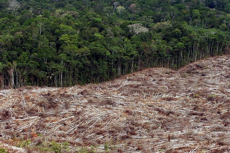 La tala de árboles en la amazonia disminuyó sensiblemente en la presidencia de Lula. (Fuente: AFP)
