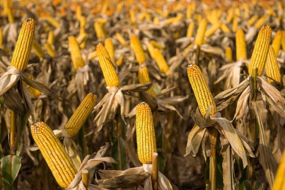Investigadores chaqueños generan bioetanol con maíz de alto rendimiento (Fuente: NA)