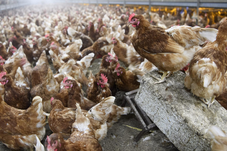 País libre de influenza aviar (Fuente: EFE)