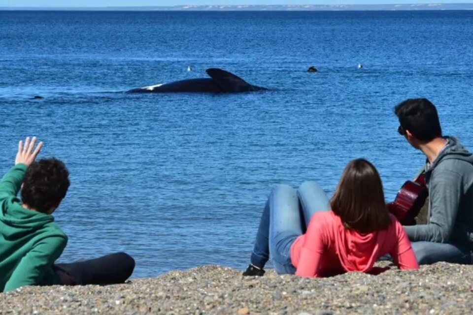 La ballena que da un show en Puerto Madryn, registrada por una usuaria de TikTok