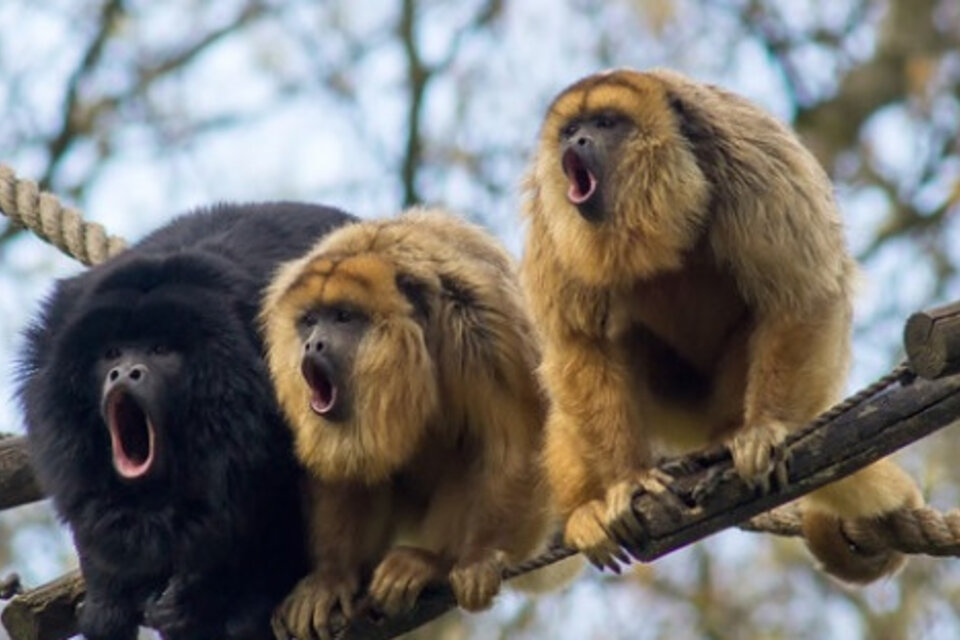 Los monos carayá o aulladores negros y dorados y los monos carayá o aulladores rojos presentan una alta sensibilidad al virus. (Foto: Instituto Misionero de Biodiversidad)