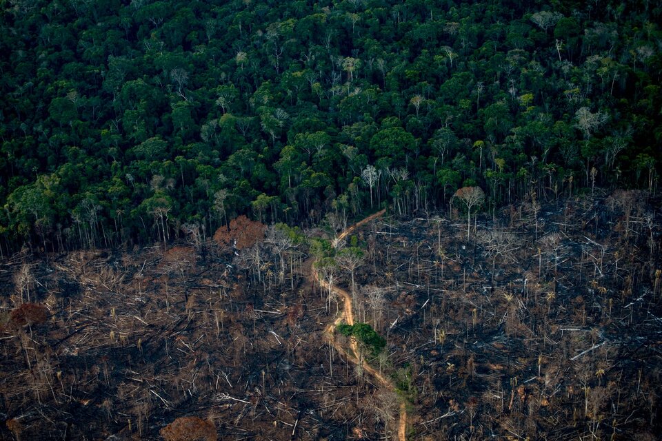 La Amazonía retrocede, pero menos. (Fuente: AFP)