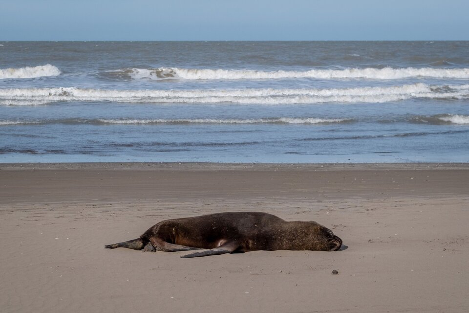 En Argentina, una epidemia de gripe aviar  en la costa atántica ya se cobró la vida de un centenar de lobos marinos (Fuente: Télam)