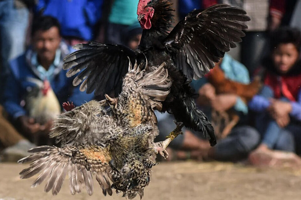 El infierno de las riñas de gallos. (Fuente: AFP)