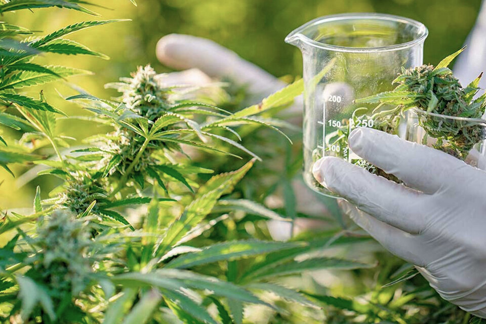 Nuevo recurso bonaerense: “Vamos a ser pioneros en la industria del cáñamo y el cannabis”