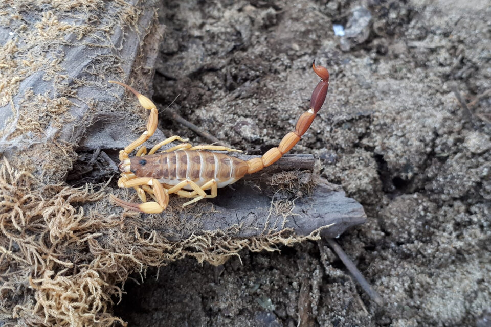 El escorpión Tityus carrilloi es uno de los animales que se puede identificar con esta herramienta. (Fuente: Ponzoñosos de La Pampa)