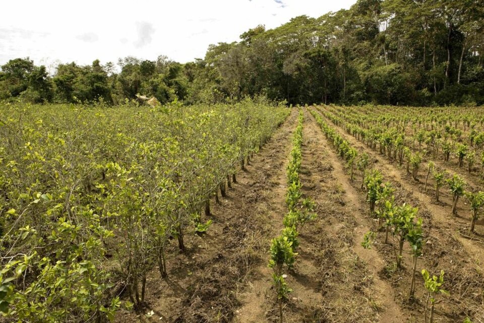  Perú ha logrado erradicar en lo que va de 2023 un total de 14.811,47 hectáreas de plantaciones ilegales de hoja de coca. (Fuente: Xinhua)