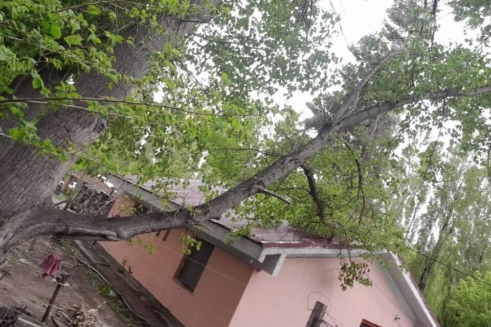En Malargüe hubo árboles caídos por los fuertes vientos. Imagen: Diario Uno.
