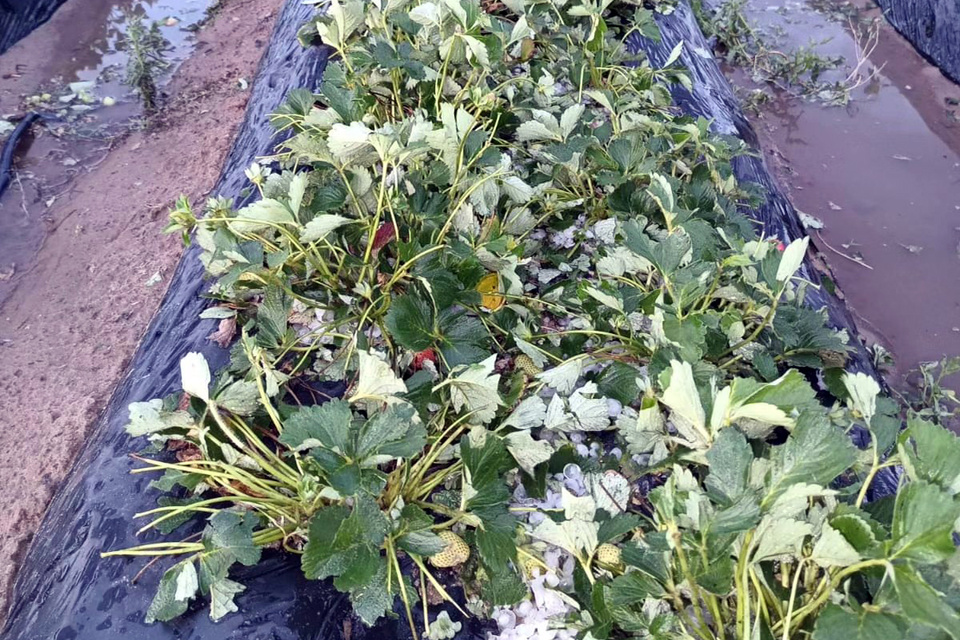 Un cultivo de frutilla dañado.
