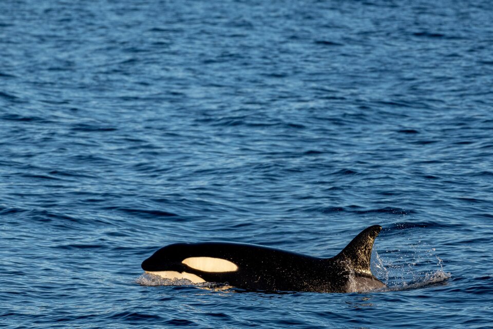 Pasó otra vez: una manada de orcas hundió un velero turístico en Gibraltar