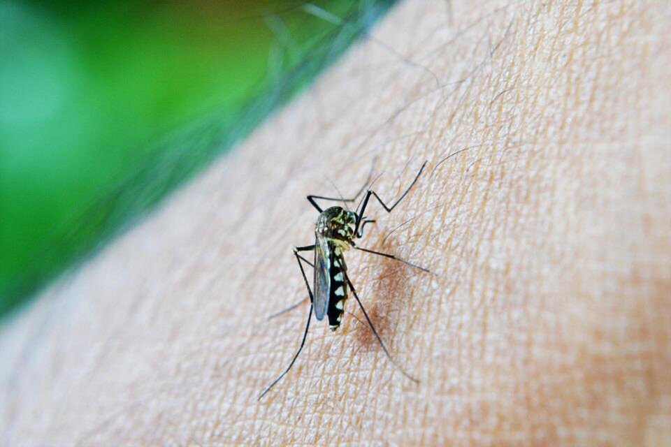 Hasta la fecha no existía una vacuna o tratamiento con medicamentos antivirales para esta enfermedad que se propaga por la picadura de mosquitos