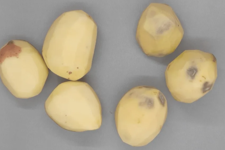 Científicos del INTA desarrollan papas que no se oxidan al exponerse al aire