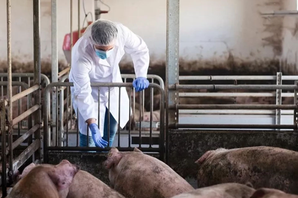 Gripe porcina en humanos: Reino Unido detectó el primer caso de una nueva cepa