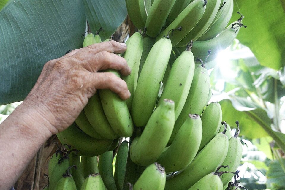 La banana argentina genera 3000 puestos de trabajo en la provincia