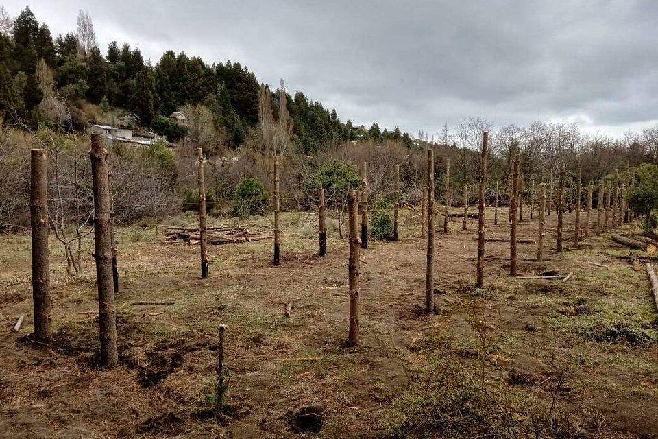 El conflicto por una cesión de tierras a la comunidad mapuche en Bariloche