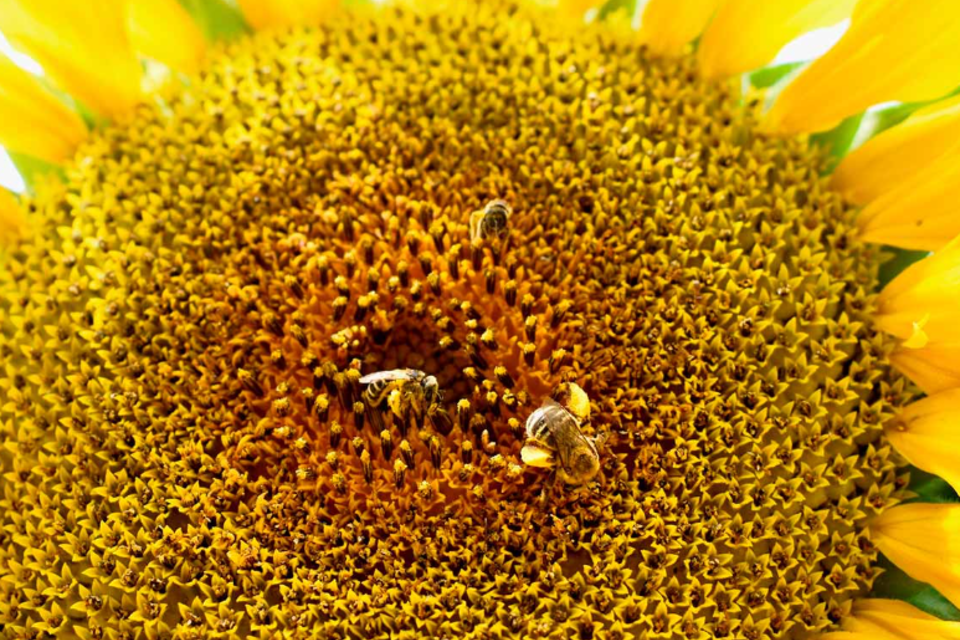 El innovador enfoque, denominado "polinización dirigida", redefine la gestión de las abejas en su labor en el campo, mejorando la producción agrícola en hasta un 90%. (foto: Istock)