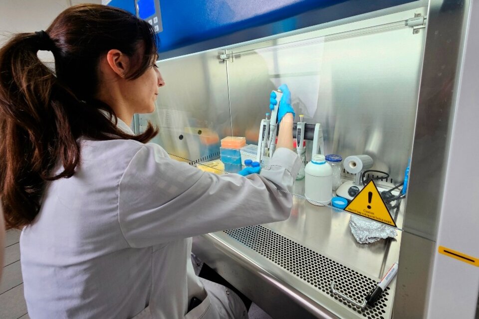 Un test nacional para identificar al hongo que afecta a pacientes inmunosuprimidos