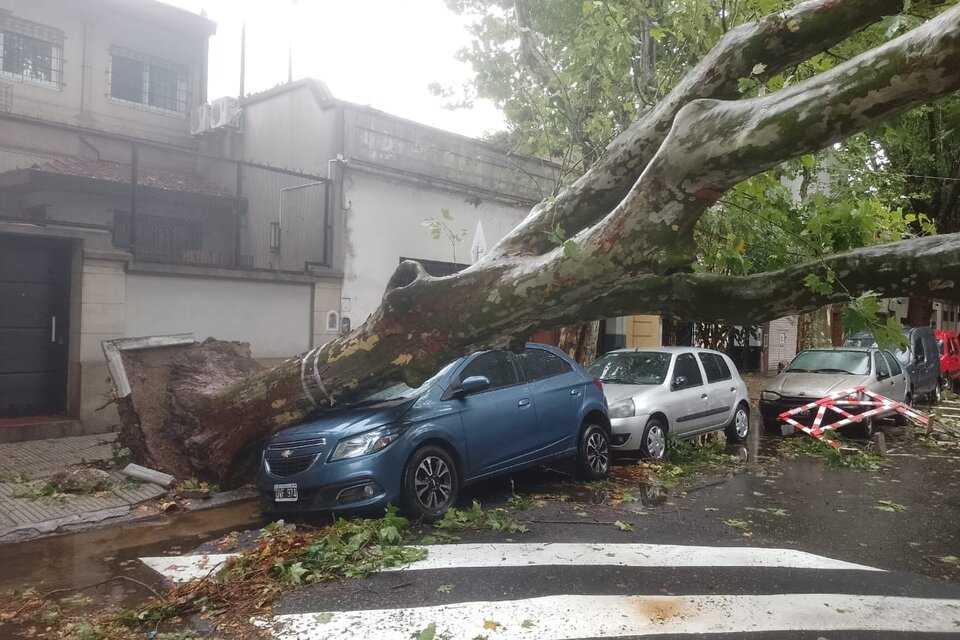 En Villa Crespo un árbol cayó sobre un auto estaionado.