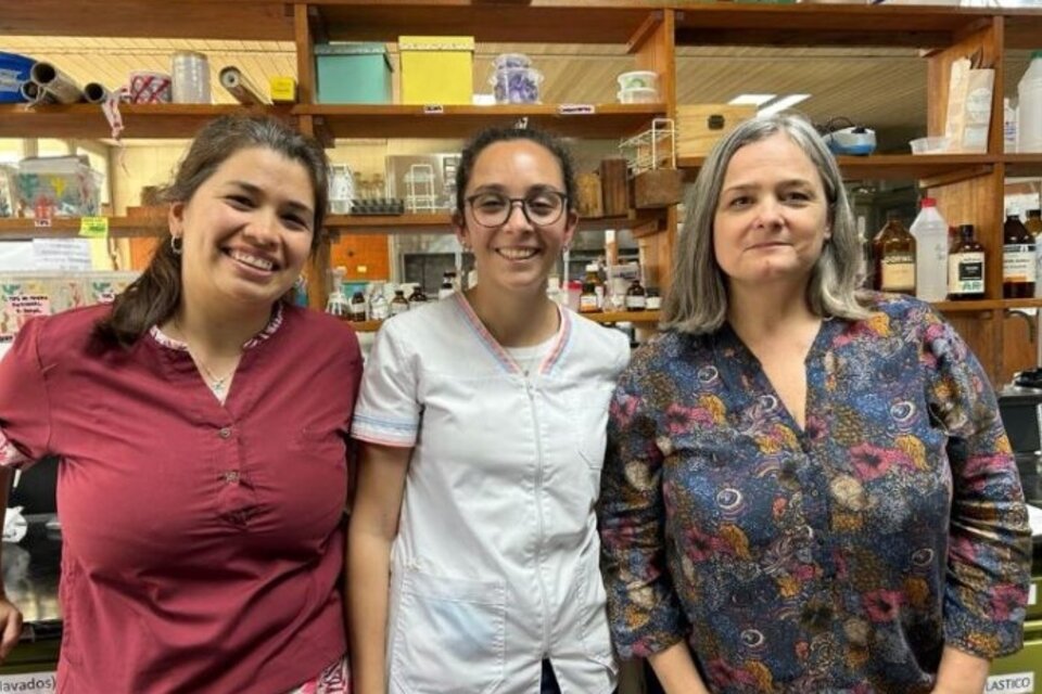 De izquierda a derecha: la bioquímica Ana Melissa González Miragliotta, la becaria Ana
Paula Escobar y la doctora Ana María Torres, trabajaron en este proyecto de
Hipoglucemiantes Naturales. (Gentileza Ana M. Torres).