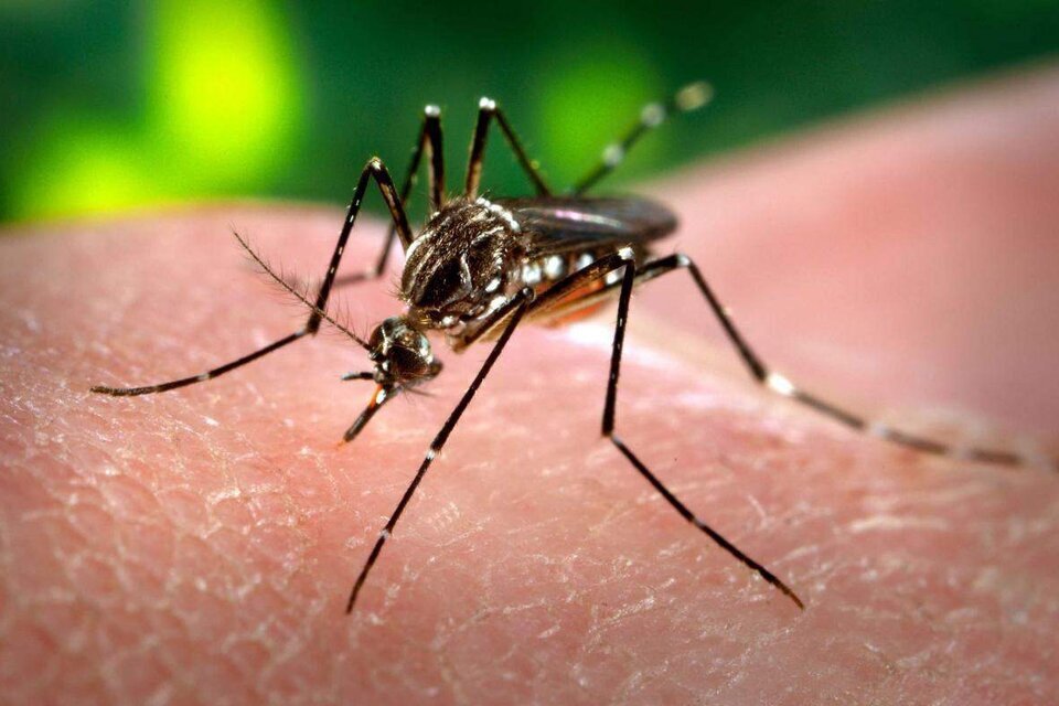 Cuando una persona contrae el dengue, experimenta fiebre acompañado de erupciones cutáneas y otros síntomas.