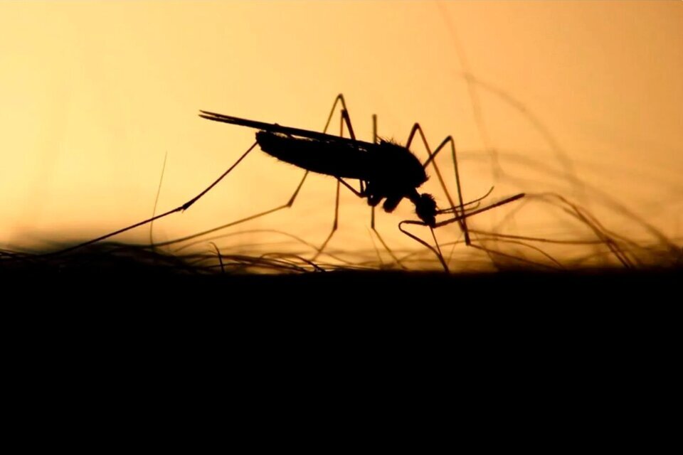 Cómo combatir la "invasión" del mosquito vector de la encefalitis equina