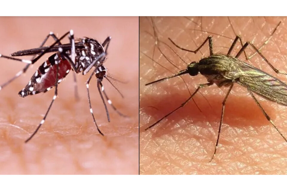 Los mosquitos Aedes Aegypti y el Aedes albifasciatus.