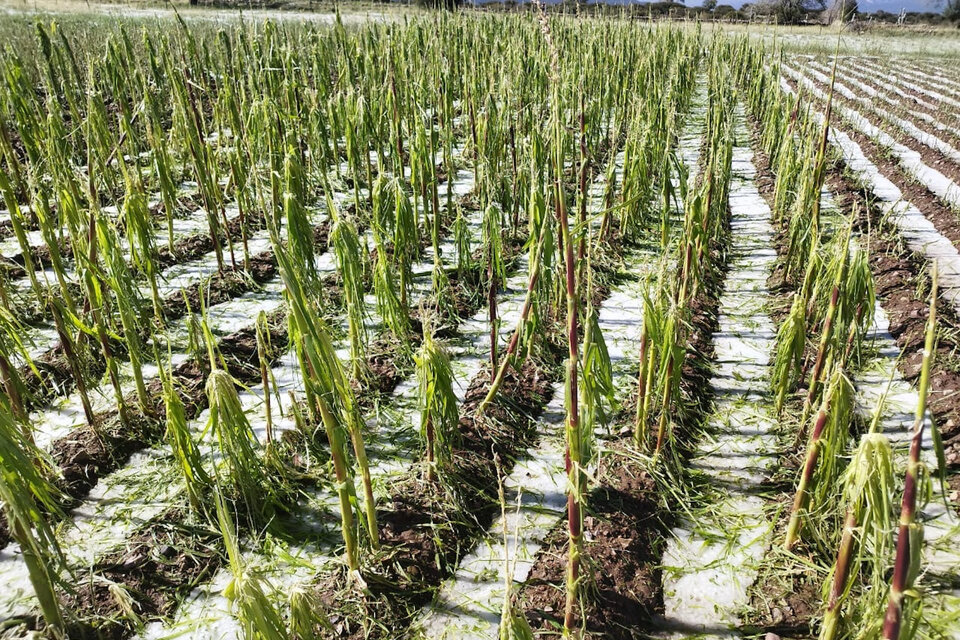Cultivos de habas destruídas por el granizo en Rodero.  (Fuente: Radio Chaski Jujuy)