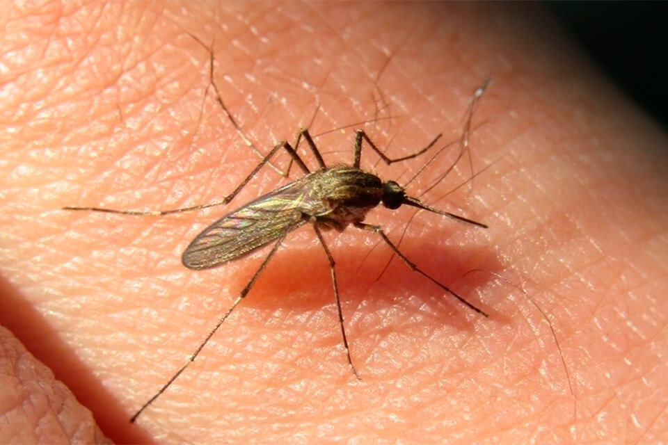 Aedes Albifasciatus, el mosquito transmisor de la Encefalitis Equina del oeste. Imagen: Freepik.