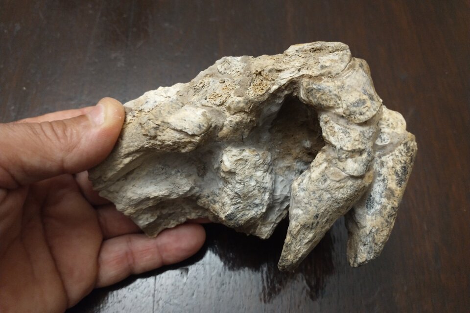 Hallaron en San Pedro fósiles de un animal que vivió hace medio millón de años (Fuente: Télam)