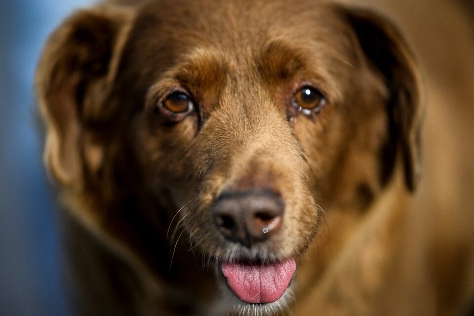 La drástica decisión de los Récords Guinness sobre Bobi, el "perro más viejo de todos los tiempos" (Fuente: AFP)