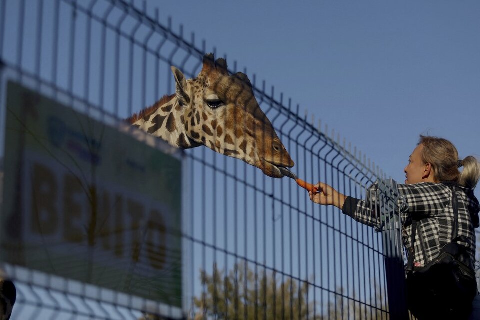 México: trasladan a una jirafa en cautiverio luego de la presión de grupos ecologistas (Fuente: AFP)