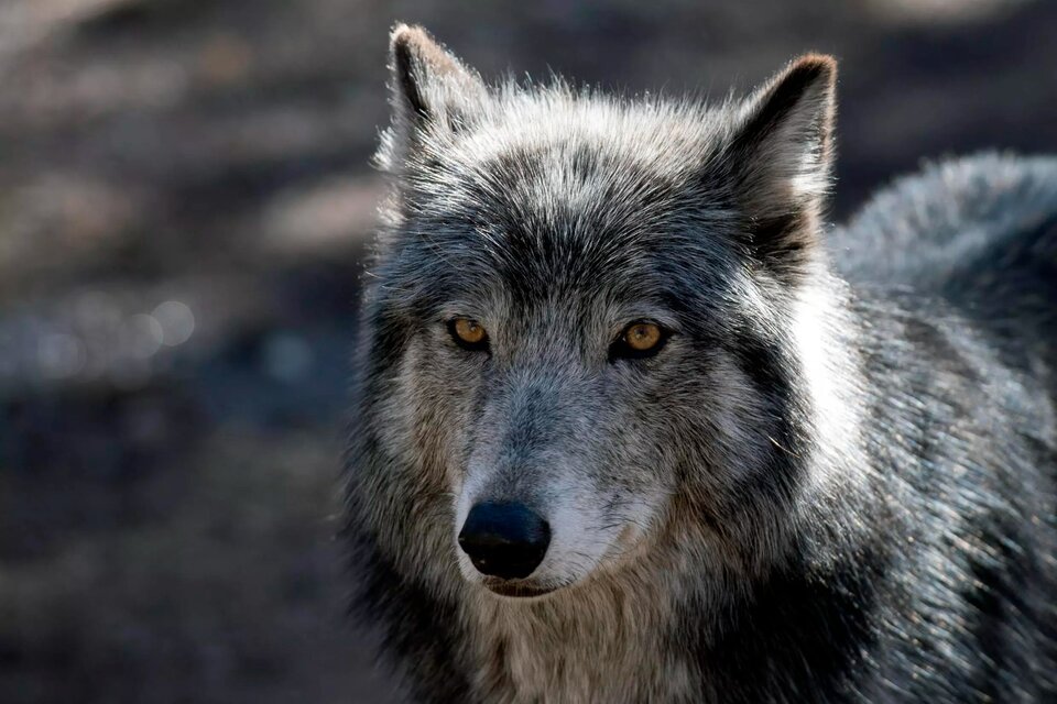 La justicia autoriza a disparar bolas de pintura a lobos "desviados" en Países Bajos  