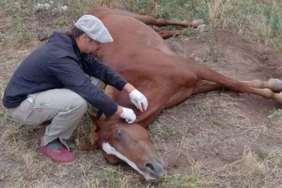 El Senasa dispuso la vacunación obligatoria de caballos ante la proliferación de la encefalomielitis equina.