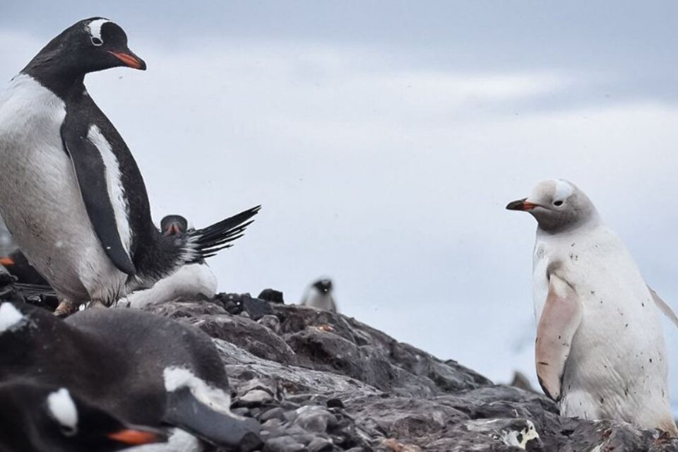 Impactante hallazgo en la Antártida de un pingüino blanco como la nieve