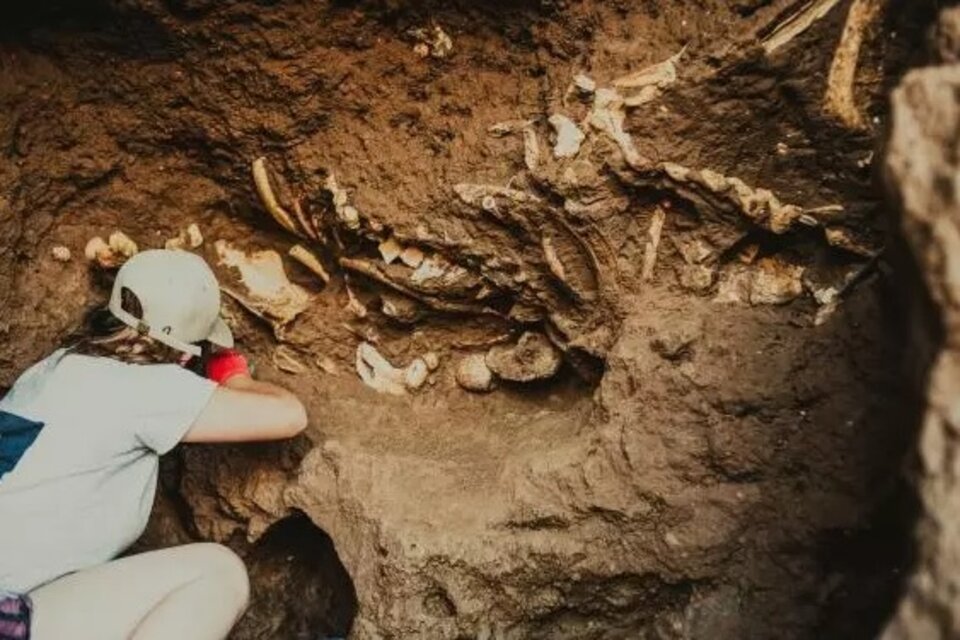 Hallaron restos fósiles de perezosos terrestres en Mar del Plata. (Imagen: Museo Municipal de Ciencias Naturales de Mar del Plata)