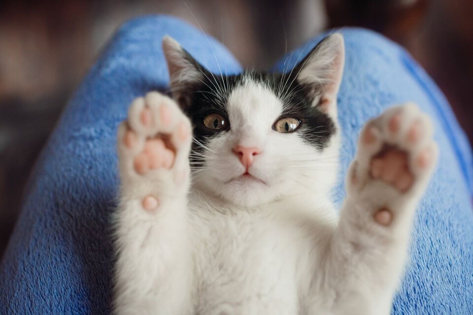Día del Gato: por qué se conmemora el 20 de febrero y 10 consejos para cuidarlos mejor (Fuente: Freepik)