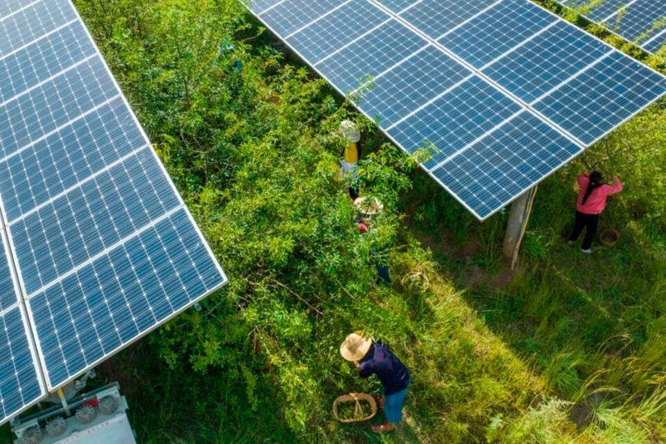 Los paneles fotovoltaicos lideran, por lejos, la transición hacia las renovables. (Fuente: AFP)